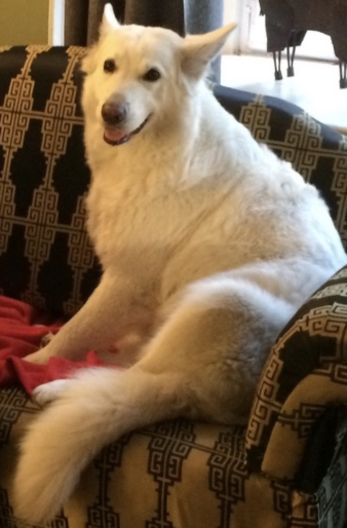 Cheyenne, weiße Schäferhündin und Seele des klaradenken Verlags, in liebevoller Erinnerung