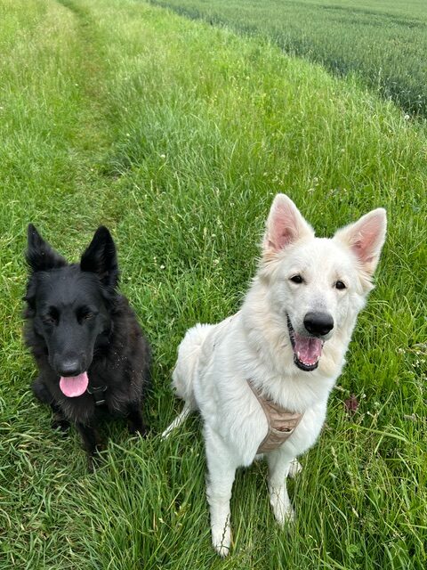 Abby und Shiva, Bürohunde und das Backoffice von Agnes Martin-Dulemba und Patrick Martin beim klaradenken Verlag